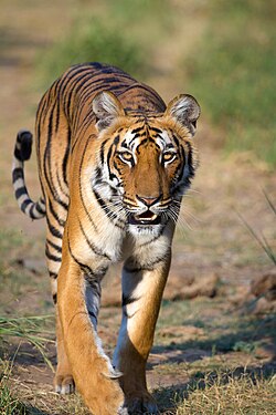 Durango podría ser refugio de tigres, se busca un espacio para resguardar a 150 ejemplares: Toño Ochoa