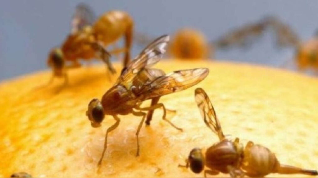 Alerta sanitaria en Rusia: moscas jorobadas en bananas ecuatorianas desatan preocupación