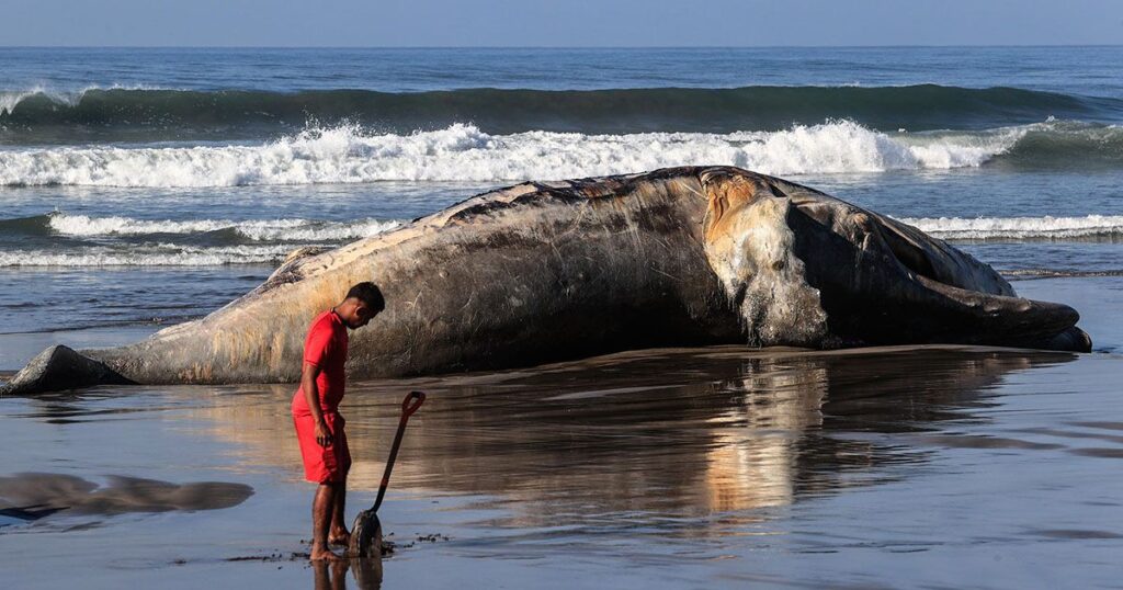 Ballena jorobada encalla y aparece muerta en las playas de Acapulco