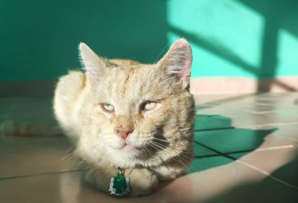 Freddie el gato que lucha contra el Sida felino