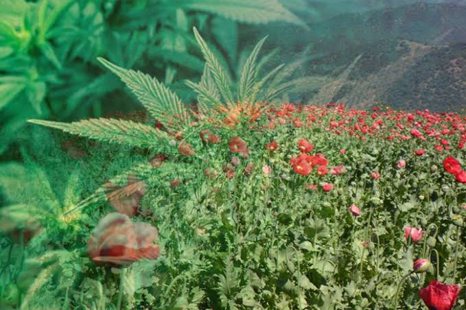 Siembras de amapola y marihuana continúan, reforzarán vigilancia en la zona del Mezquital: General