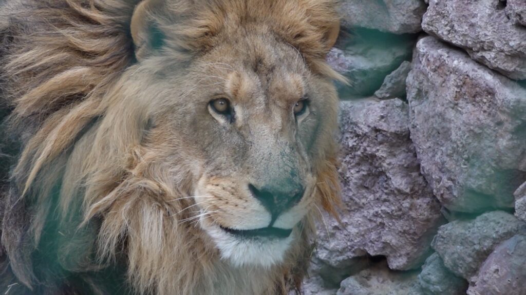 Bienestar animal y reacondicionamiento de espacios en el Zoológico Sahuatoba, la prioridad: Karlo Sanchez