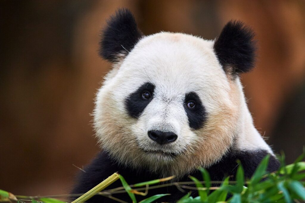 China considera reiniciar la ‘diplomacia de pandas’ con Estados Unidos