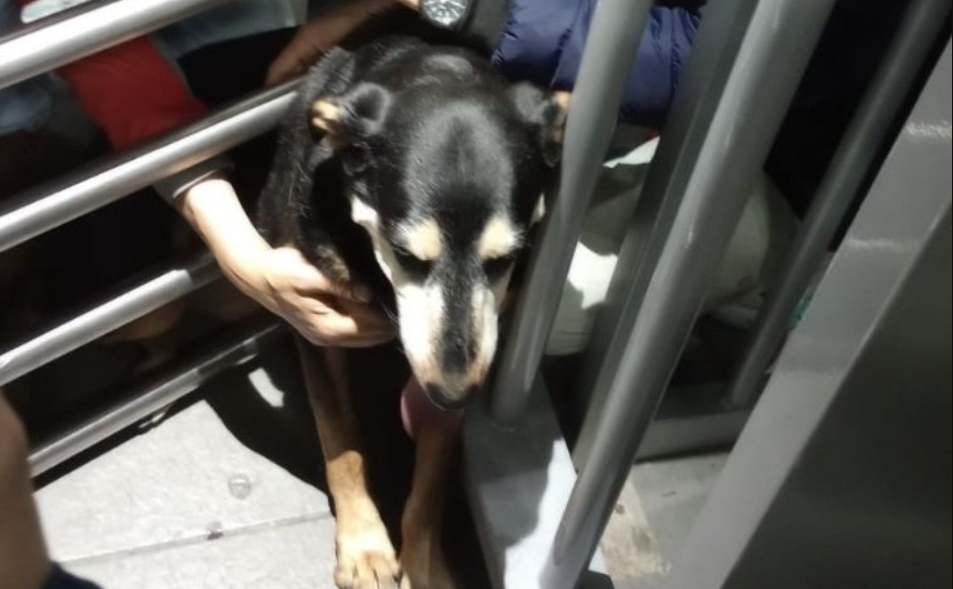 Perro queda atrapado en puerta de transporte público