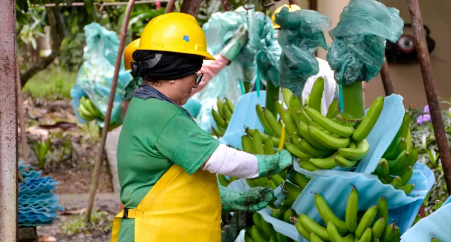 Rusia prohíbe la importación de plátano y flores de Ecuador