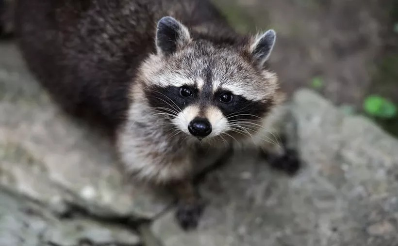 ¡Se pasó! Mapache provoca apagón en Toronto Canadá