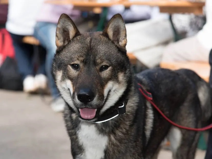 Perro escapa de su dueño y ataca a 11 personas; entre ellos niños en un parque