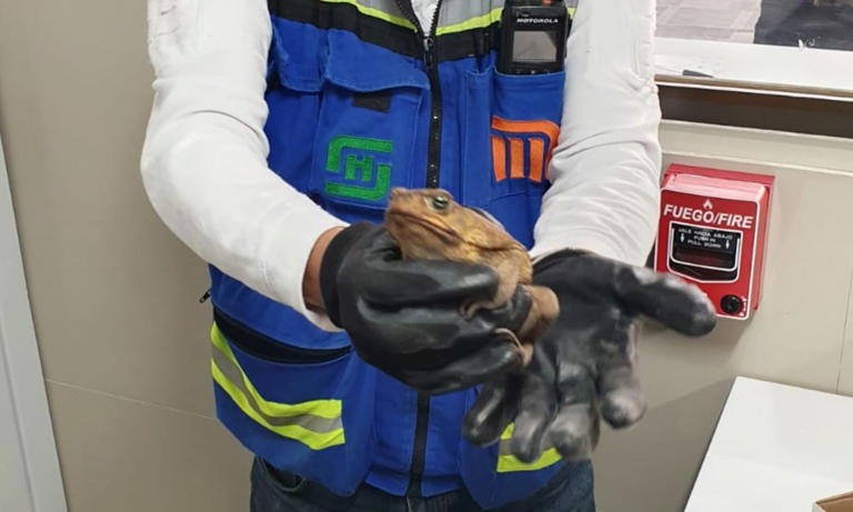 ¿De dónde salió? Autoridades del Metro CDMX rescatan a sapo en estación Pantitlán