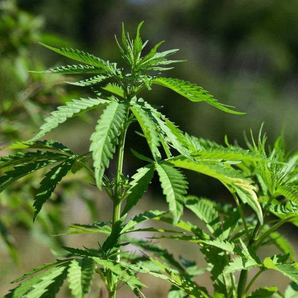 Es oficial: Se podrá comprar y cultivar en casa para consumo personal en Alemania