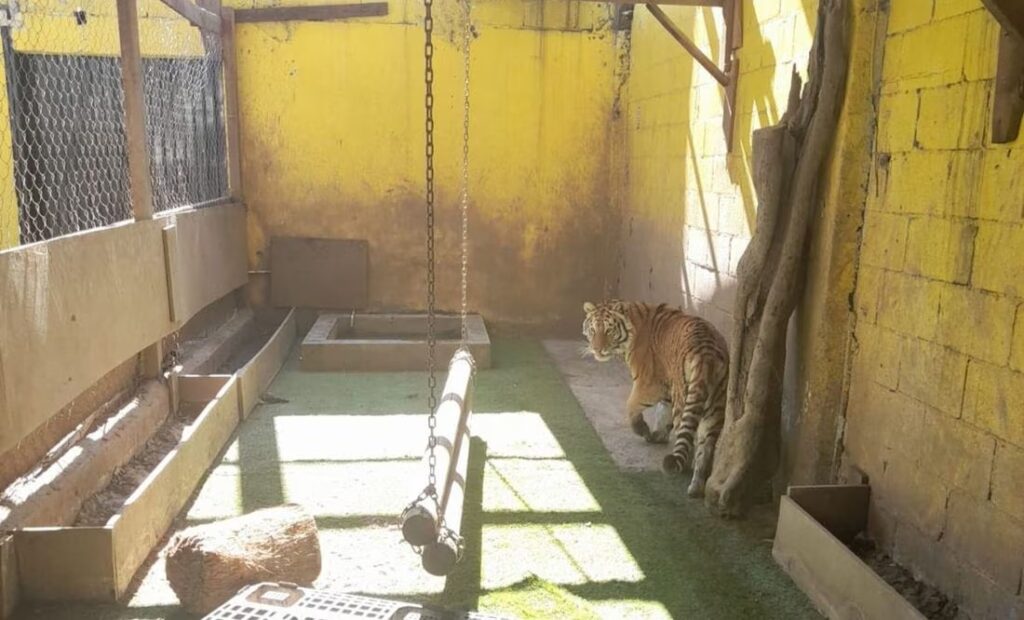 Aseguran droga y un tigre en cateo por narcomenudeo en Nuevo León