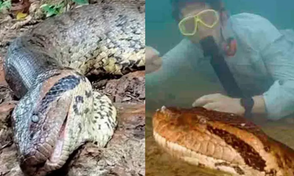 Anaconda más grande del mundo, recién descubierta en el Amazonas, es asesinada a manos de cazadores.