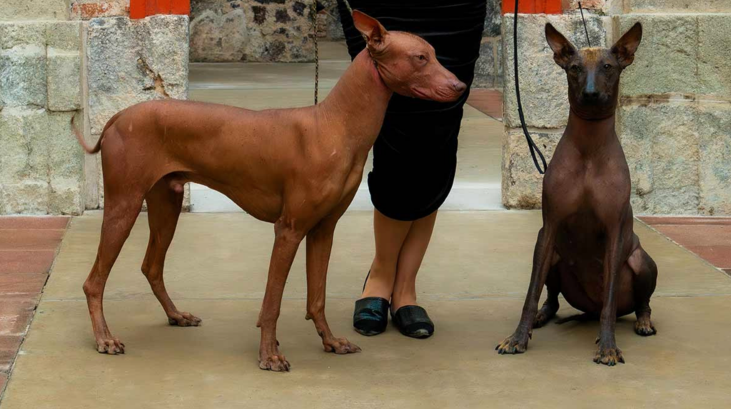 Perú reconoce como patrimonio nacional a un perro similar al xoloitzcuintle y supera a México en esta decisión