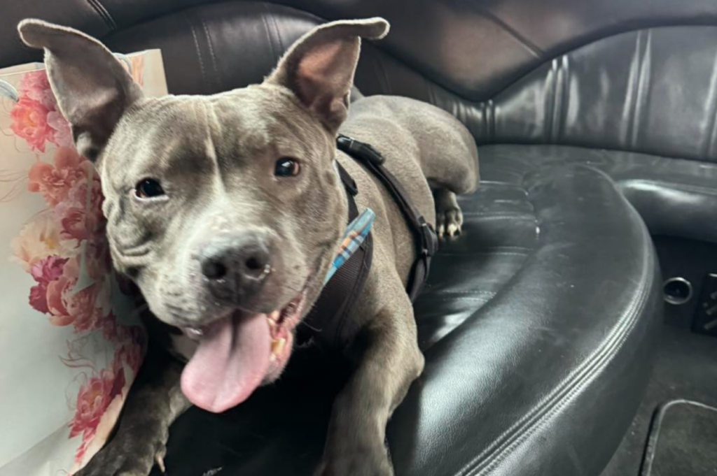Perrito esperó 600 días para ser adoptado y salió del refugio en limusina