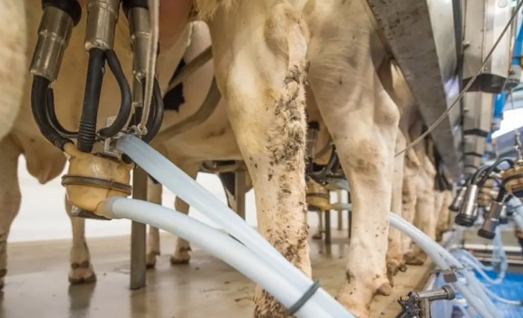Gripe aviar encontrada en leche en Estados Unidos