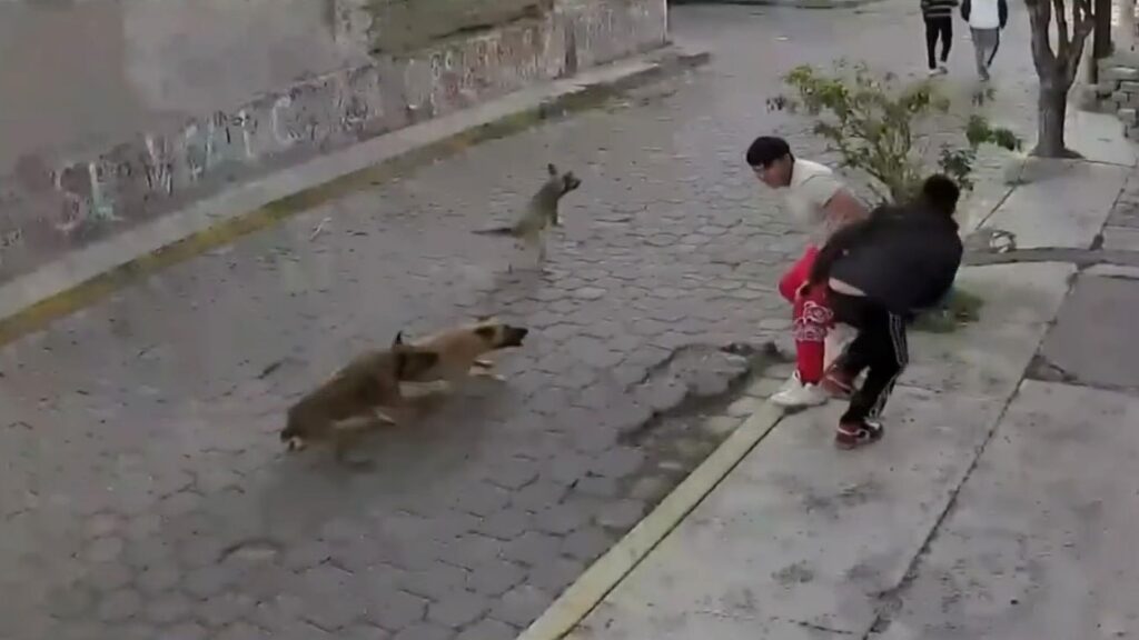 VIDEO: Detienen a perros por atacar a dos jóvenes en Edomex
