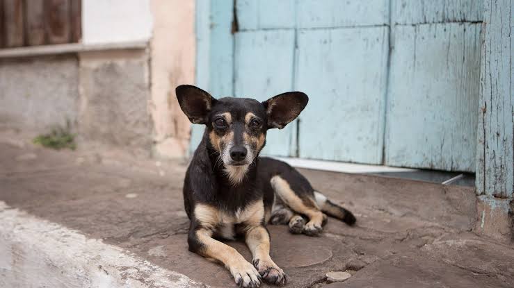 Perros encuentran restos de un recién nacido en una casa en Guasave, Sinaloa.