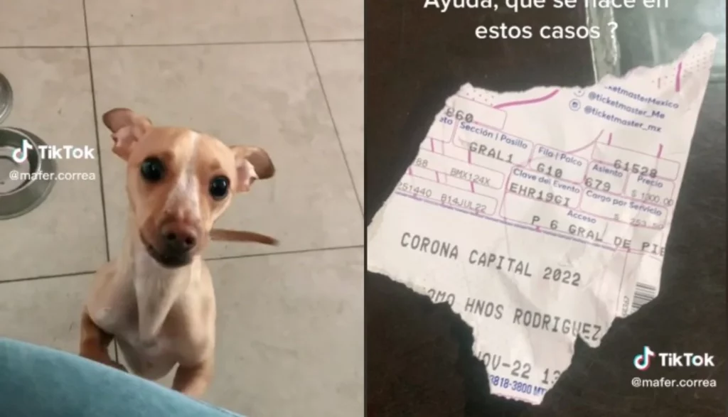 Perrito travieso arruina el boleto para el Corona Capital y desata furor en redes sociales