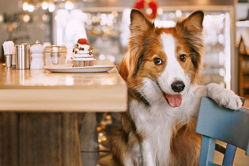 Se plantea que todos los comercios de la CDMX sean aptos para mascotas