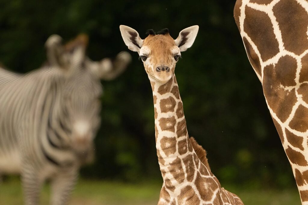 Muere jirafa en Zoológico de Miami por una fractura de cuello