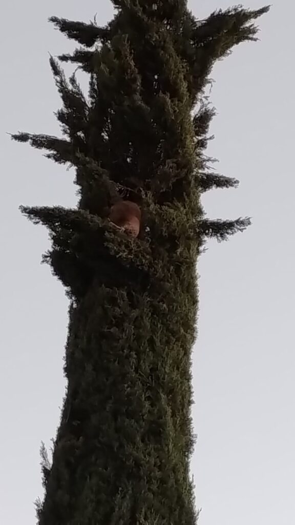 Gatito quedó atrapado por un pino (videos)