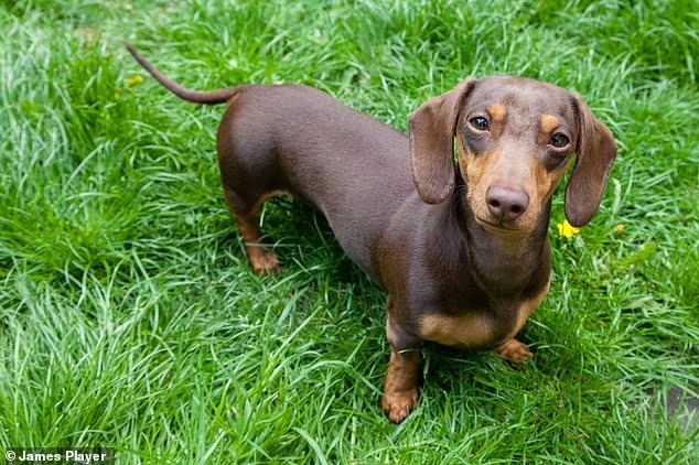 Ley en Alemania busca prohibir la cría de perros salchicha