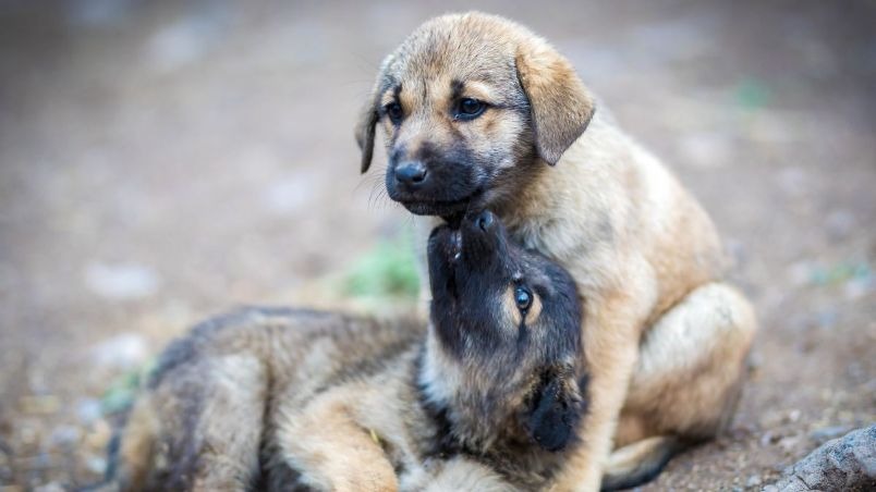 ¿Qué pasa si no recojo las heces de mi perro? Esto revela la Ley