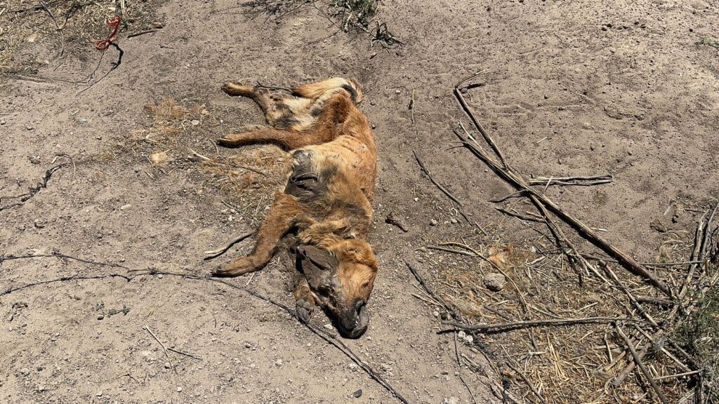 “Ningún tipo de violencia contra los seres sintientes es aceptable, respetemos a los perros de la calle”