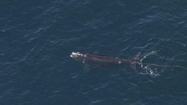 Avistan en Nueva Inglaterra a ballena franca enredada en red de pesca