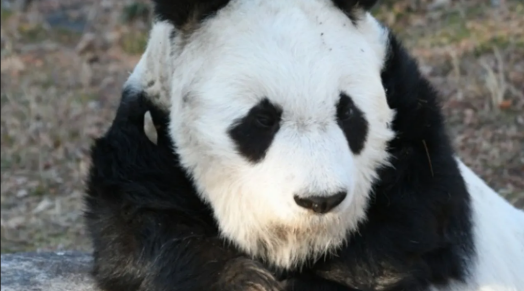La panda más longeva de Japón muere a la edad de 28 años