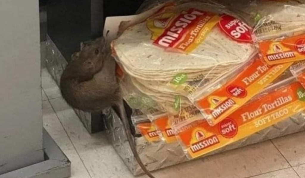 Hallan a rata consumiendo tortillas de harina en tienda de Zacatecas