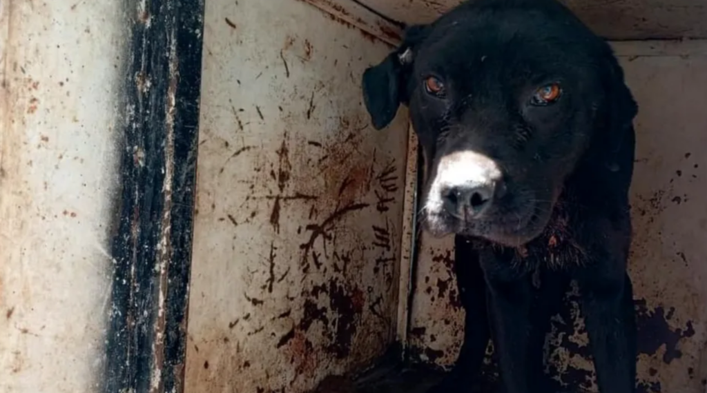 Salvan a un perro en Chimalhuacán que estaba siendo maltratado en un taller mecánico
