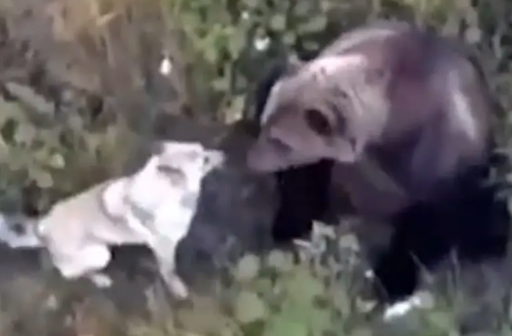 Perro perdido se hace amigo de osos