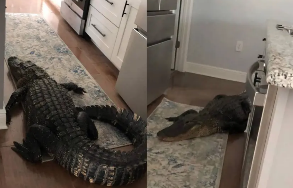 Mujer halla un caimán de más de dos metros en su cocina en Florida