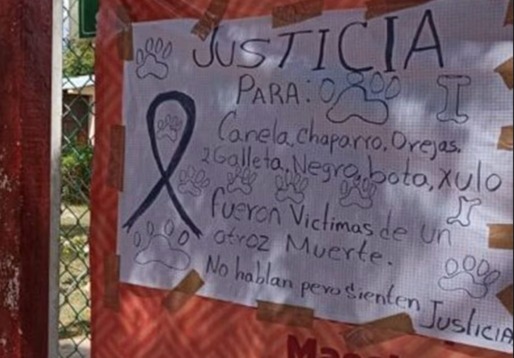 Suspenden a directora de secundaria por crueldad animal en Yucatán