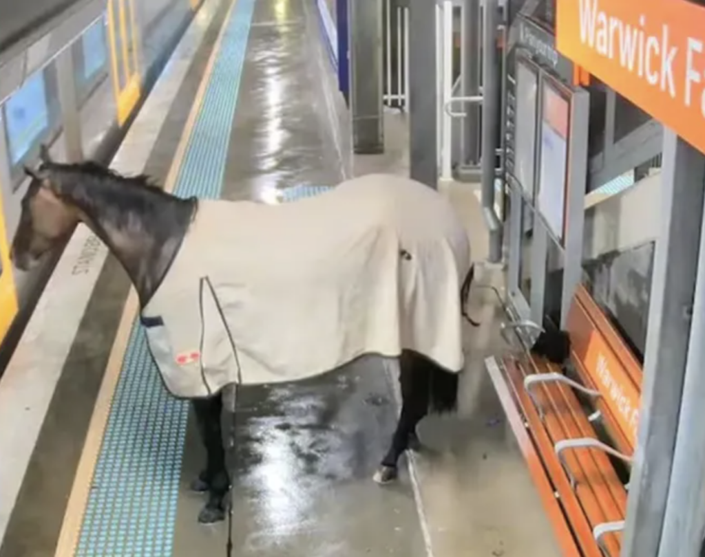 Un caballo escapa y se aventura en el Metro de Sídney: el incidente nocturno que cautivó a los usuarios del metro