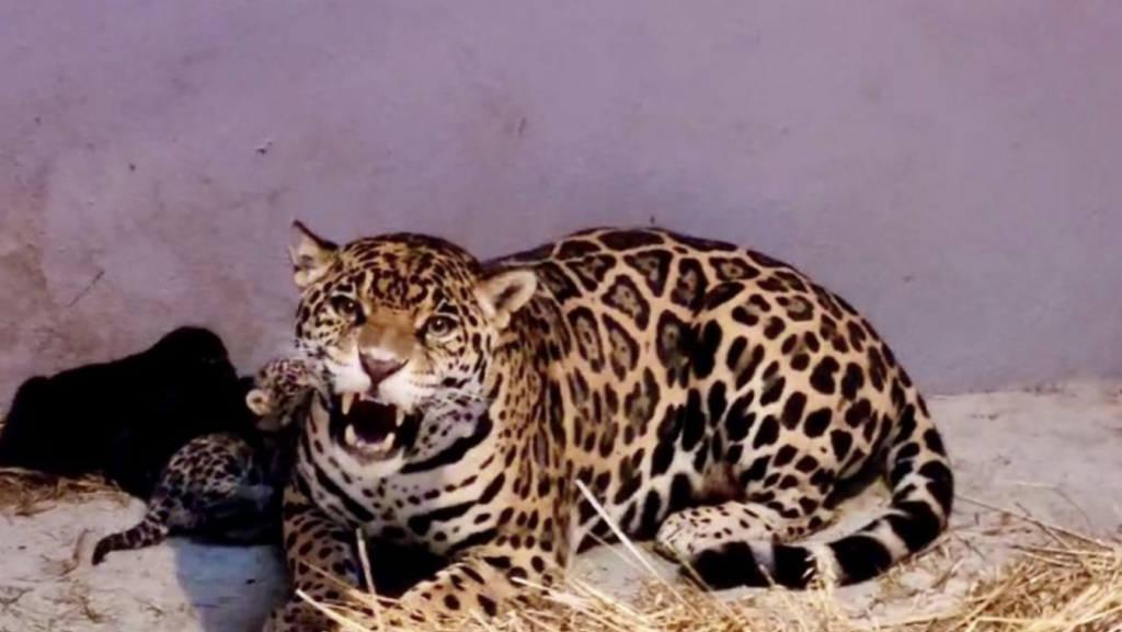 La Ciudad de México celebra el nacimiento de tres cachorros de jaguar en el Centro de Conservación de Fauna Silvestre de Chapultepec