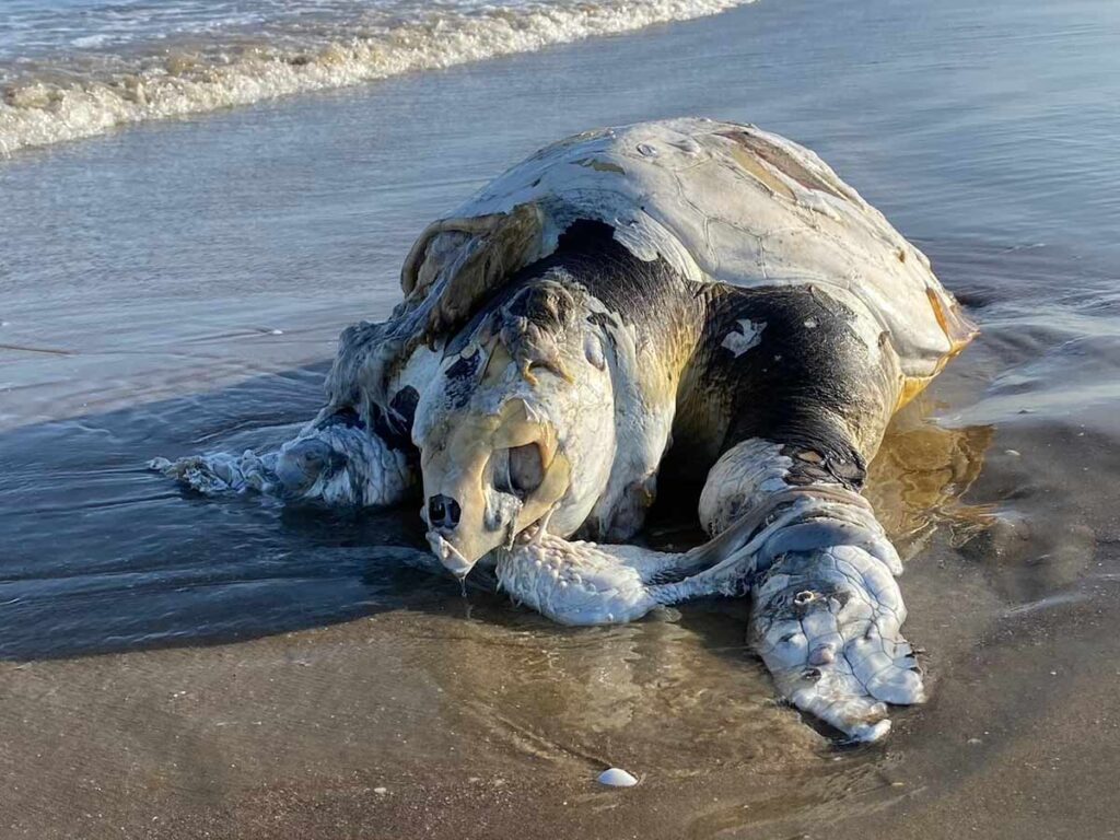 CCA pública investigación contra México por muerte masiva de tortugas