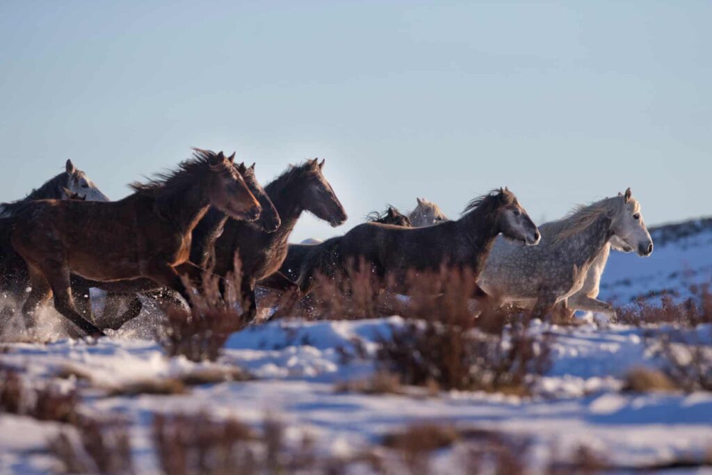 Con disparos aéreos sacrificarán miles de caballos salvajes en Parque Nacional de Australia