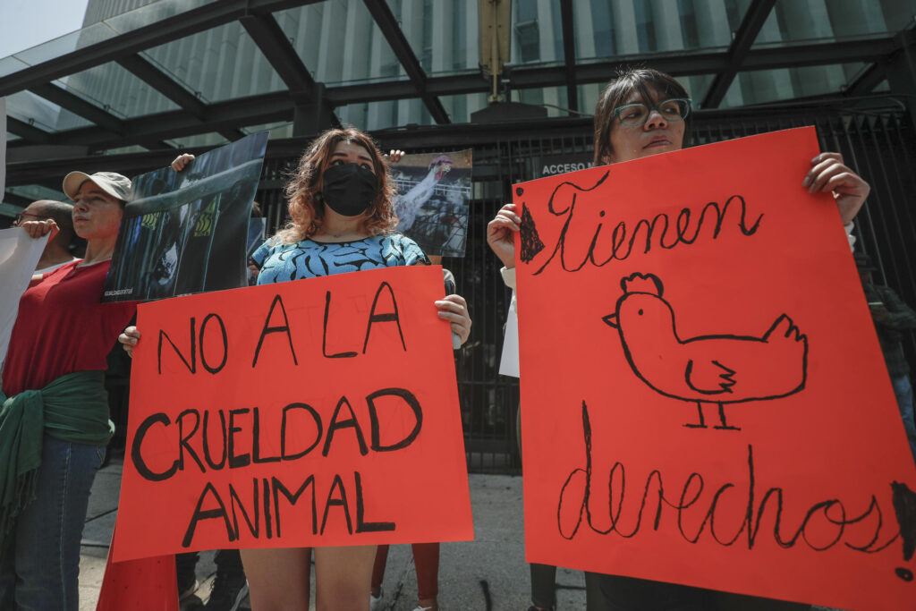 Denuncian a legislador de Morena por sacrificio animal en el Senado