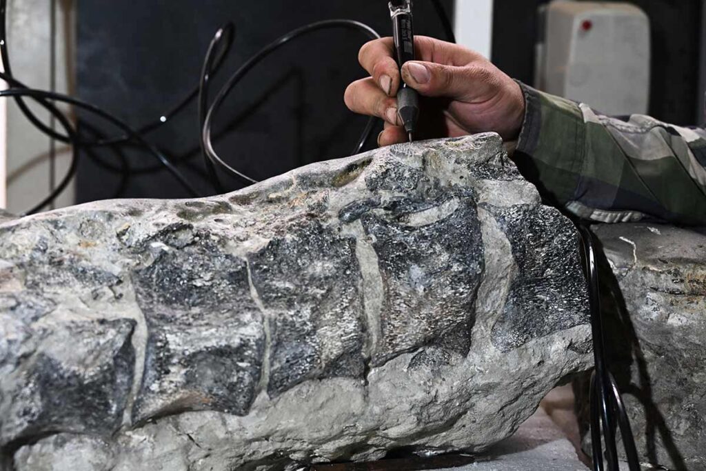 En el Día de la Tierra, se hallan en Chile restos fósiles marinos con una antigüedad de 70 millones de años