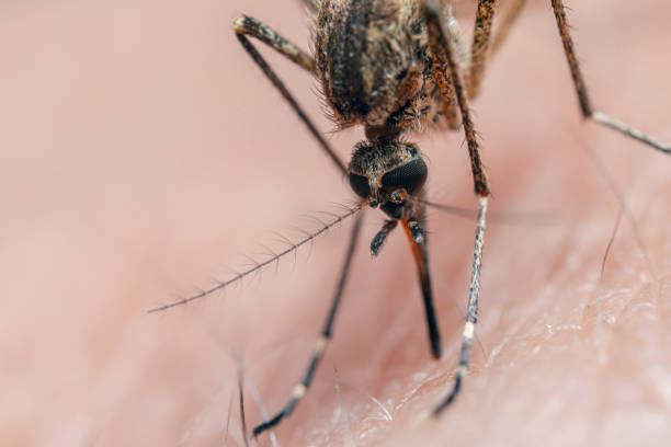 Crisis del Dengue: Argentina enfrenta un crecimiento exponencial de casos