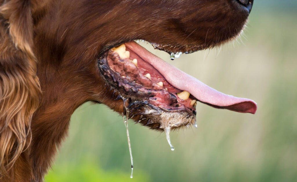 Las olas de calor no generan rabia en perros y gatos