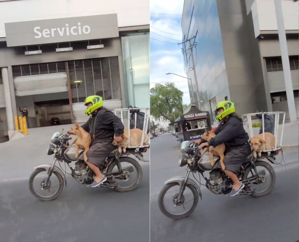 VIDEO: Motociclista viaja con sus perros y se gana el amor de internet