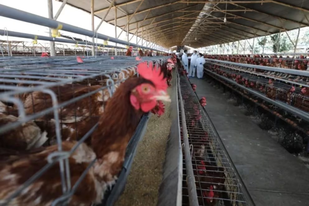 Secretaría de Agricultura declara que México está libre de influenza aviar
