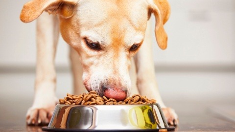 SCJN rechaza retirar el IVA a los alimentos de mascotas