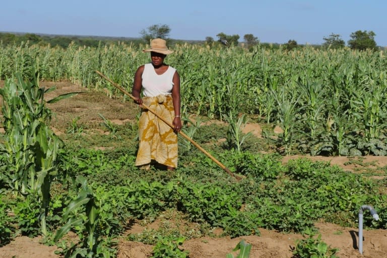 Cambio climático genera riesgo en la salud de los trabajadores, asegura la OIT