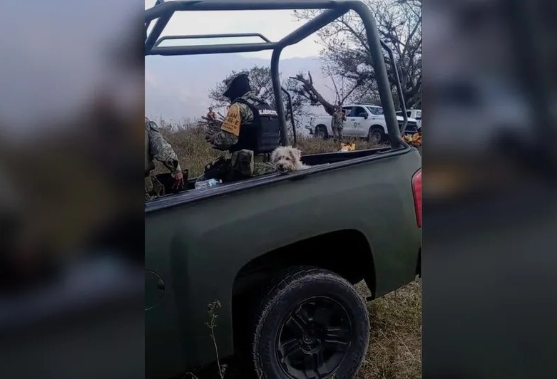 Militares rescatan a ‘lomito’ de incendio y luego lo adoptan