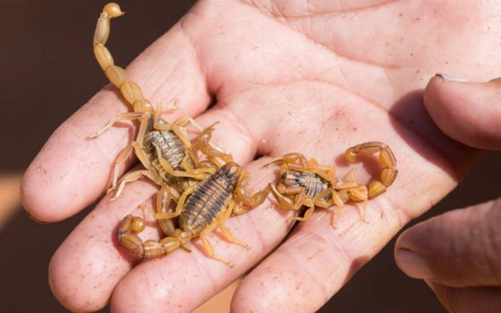 Comienza la temporada de alacranes: consejos para prevenir y actuar ante una picadura