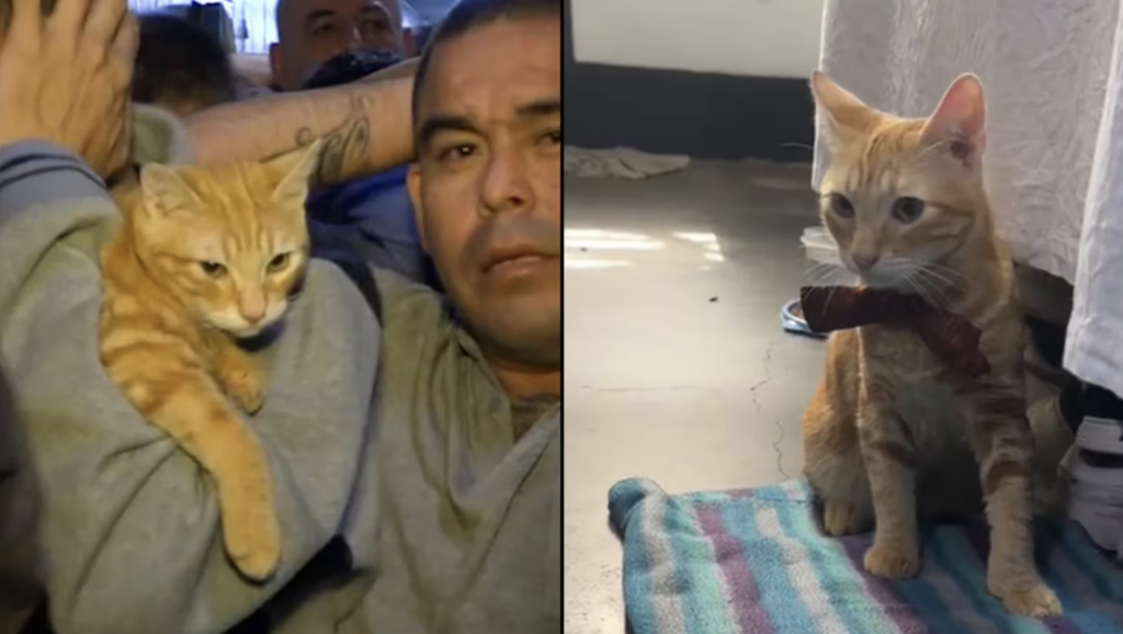 Sony, el gato naranja de 7 meses, se ha convertido en una sensación viral desde el penal Ancón I. en Perú