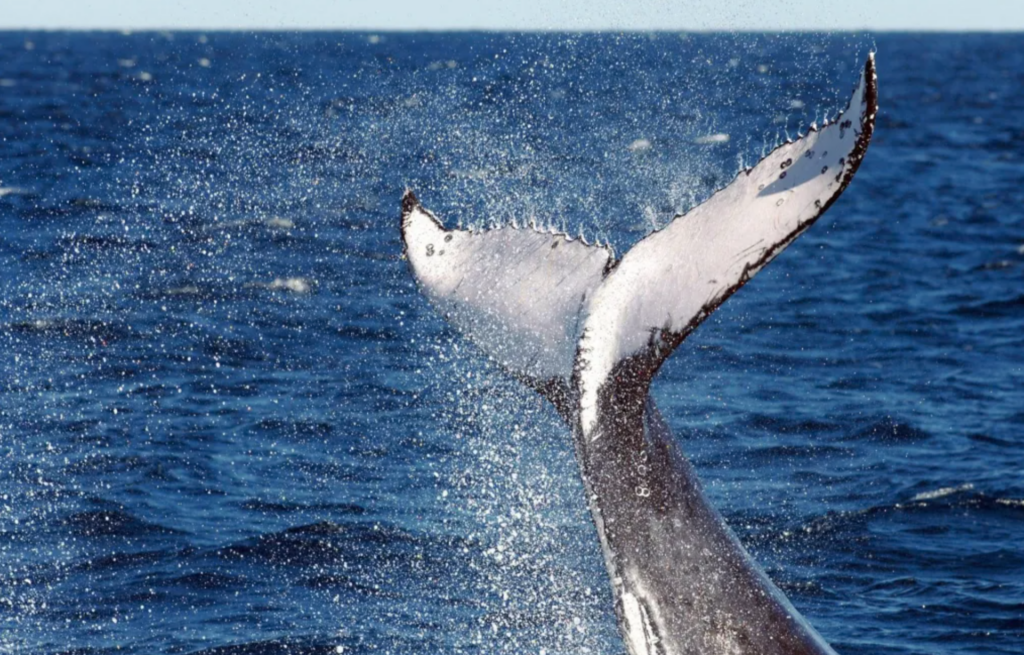 Japón autorizará la caza comercial de ballenas de aleta